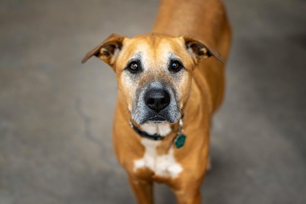 Pourquoi les chats aiment-ils le poisson ?