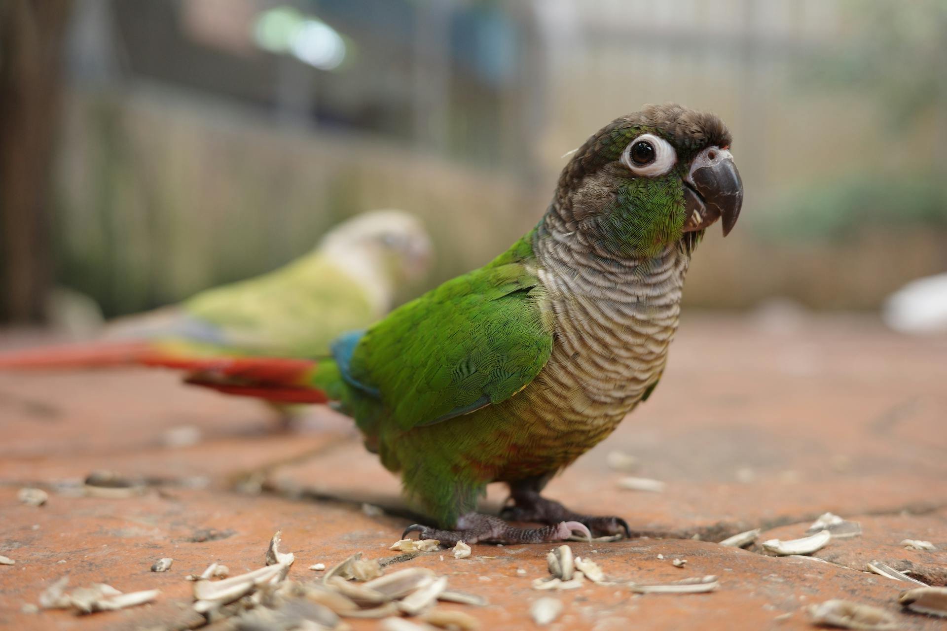 D couvrez Les Animaux De Compagnie Les Plus Rares Pourquoi Sont ils d-couvrez-les-animaux-de-compagnie-les-plus-rares-pourquoi-sont-ils