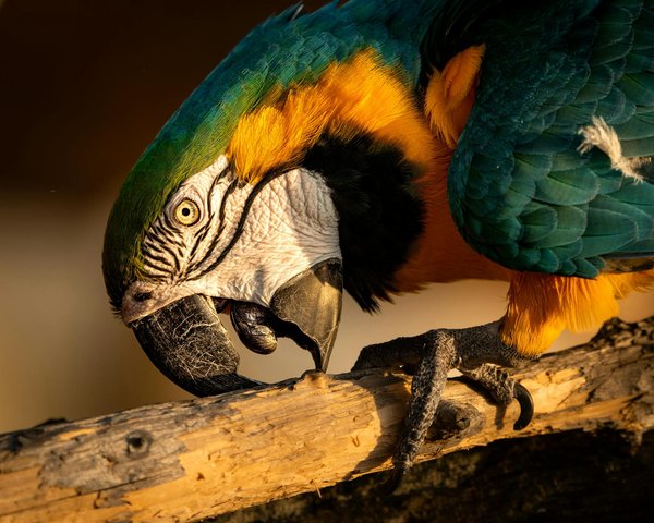 Le recyclage en terrariophilie : économiser et protéger l'environnement