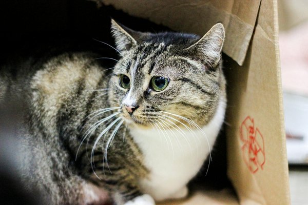 Pierres absorbantes, silice ou argile: quelle litière choisir pour mon chat?