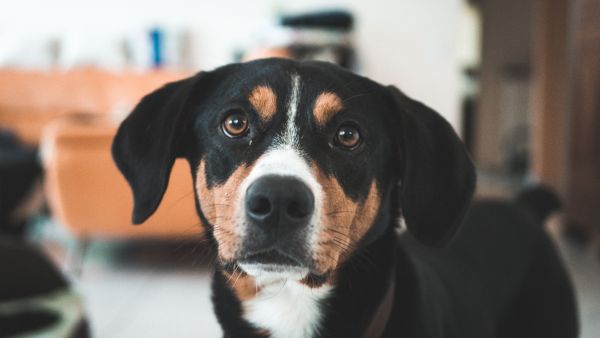 Histiocytome chez le chien : comprendre et gérer cette tumeur